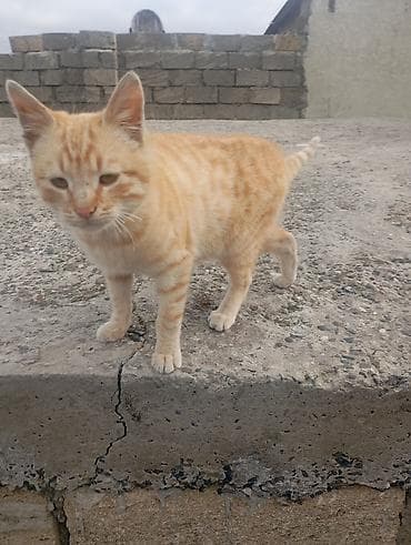 qara pişik adları: Dişi — 1