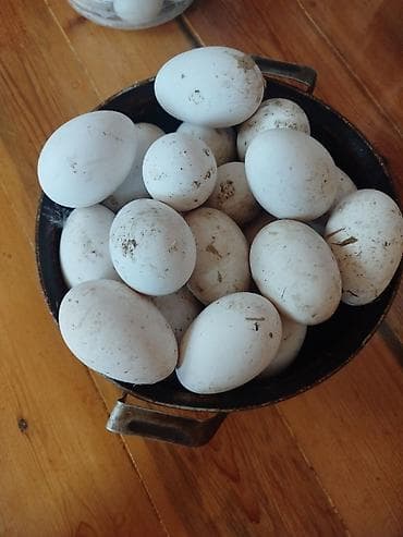 2 yas tortu: Linda və Kuban qazlarınin yumurtası. 1.50 qəpik. Lal ördək yumurtası — 1