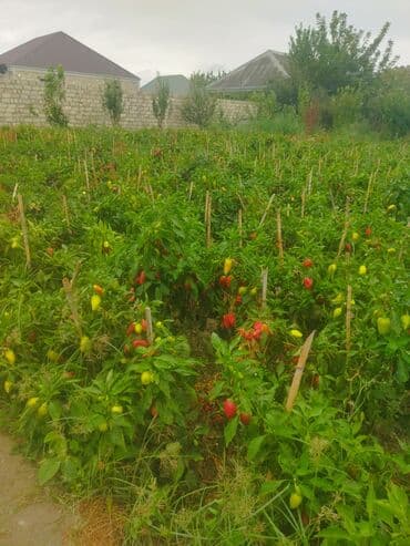 karobka yagi qiymeti: Təzə tərəvəz – bağdan şirin bibər Qırmızı bibər satılır kilosu 50 — 1