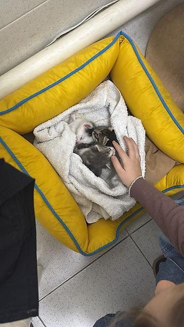 котята даром в душанбе: Самец, В добрые руки — 5