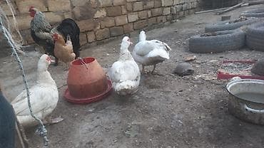 ordek bala: Düm ağ qar kimi Lal ordekler 2 fere 1 xoruz yumurtayan toyoqlarlada — 2