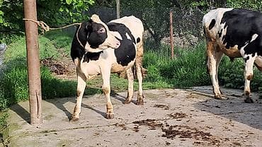 inek satisi: Iki baş damazlıq erkək danlar satılır təmiz qan ivanovka sortudu — 6
