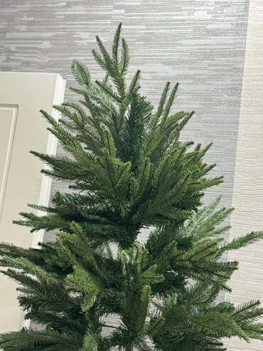 Xonçalar: Məhsul: Yeni il şam ağacı Təsvir: - Hündür, sıx budaqlı şam ağacı — 3