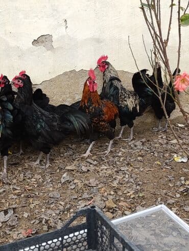 Toyuq, Damazlıq, Ödənişli çatdırılma, Ünvandan götürmə