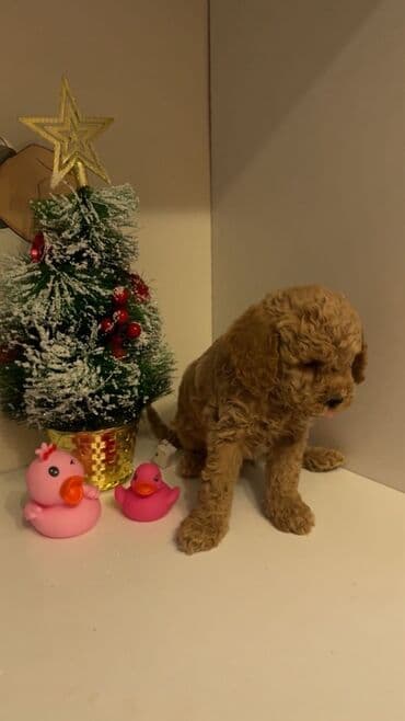 Gəmiricilər: Pudel — 4