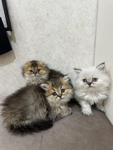 сколько стоит британский котёнок: Британская, Самка — 1