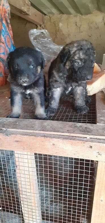 afçarka: Peyvəndli — 7