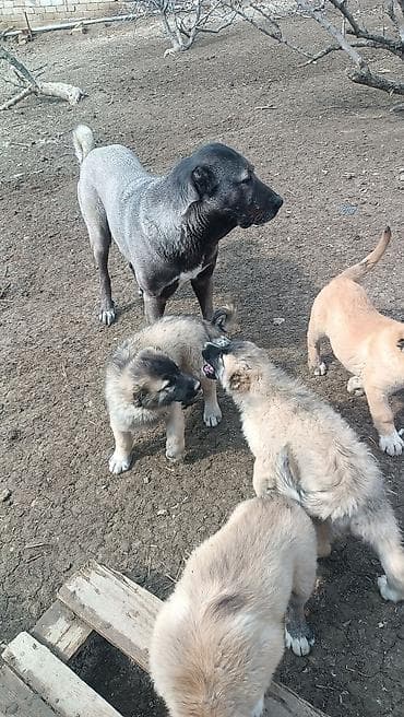 keçi qoyun: 1 ay — 8