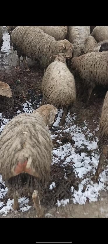 husky satisi: Qoyun sürüsü satılır - Növ: yerli ətlik-yunlu qoyunlar (qarışıq — 1