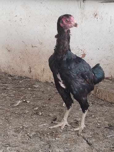 enzo шампунь отзывы: Toyuq, Damazlıq — 2