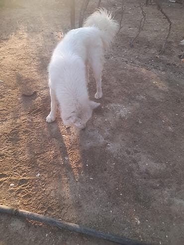 İtlər: Samoyed, 1 il, Erkek — 3