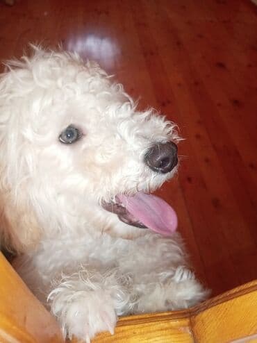 cinsi hevesi artiran dermanlar: Pudel, 5 ay, Erkek, Peyvəndli, Pulsuz çatdırılma — 6