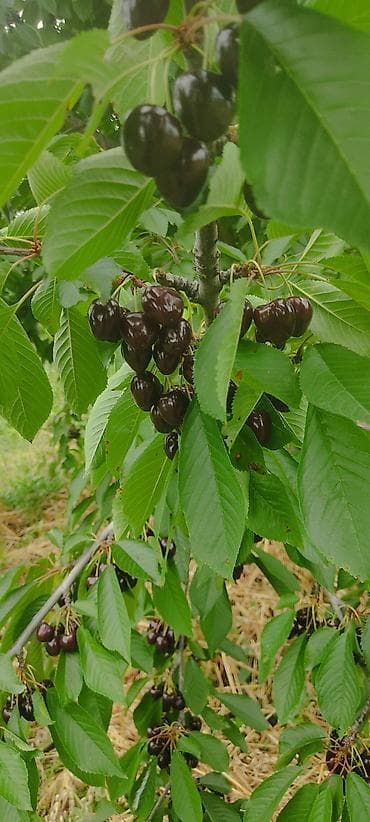mal dili bitkisi: Giləsayə bağı – intensiv meyvə bağı - Mədəni giləsayə ağacları ilə — 7