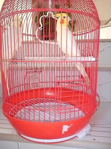 pitbull iti satilir: Qırmızi göz korella cüttü tam ruçnoy əl quşu Real alici zeng elesn — 6