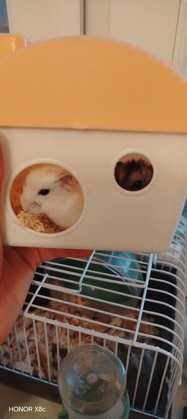 pisik yemi: Dwarf hamster – ev heyvanı - Növ: cırtdan (dwarf) hamster - Rəng — 6