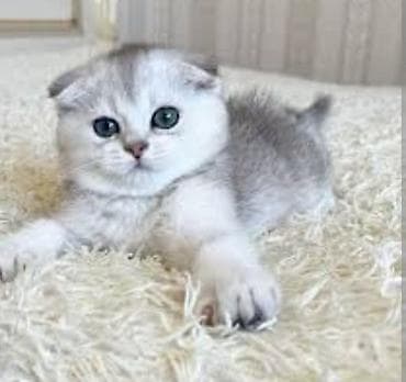 şotlant pişiy: Şotland, Yaxşı əllərə — 10