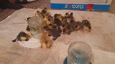 bildirçin satilir 80 qep: 23 dənə ördəy balası macar zümrüdü krasnadar lavanda fevralın 23 — 5