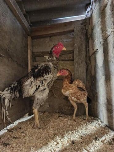 pulsuz verilir: Xoruz, il: 1 — 4