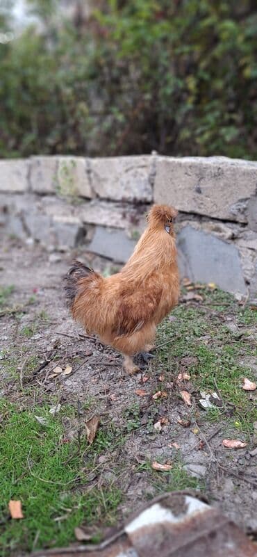 Akvariumlar: Barter var öz fərəsiylə — 1