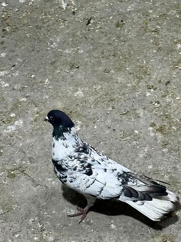 sağsağan quşu: Göyercin qarabas ekey qizğin qusdu 15 m qiymet sondu — 3