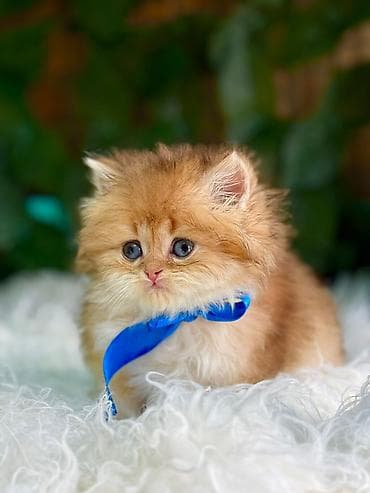 Akvariumlar: Britan — 7