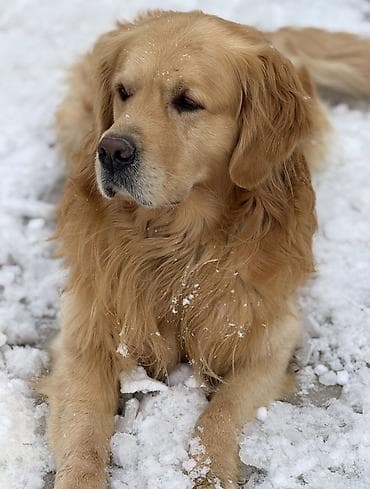 sort itler: Retriever, 5 il, Erkek, Cütləşmə üçün — 1