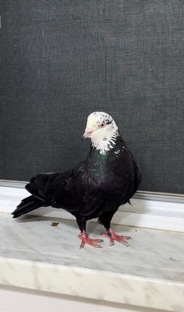 goyercin yuvasi: Çilbaş erkek satılır — 1