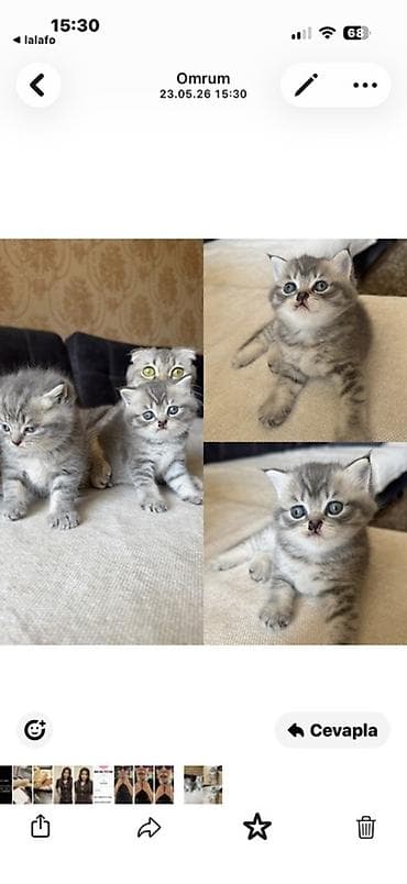 pisik geyimi: British Shorthair tipli boz zolaqlı balaca pişiklər - Növ: Qısa — 1