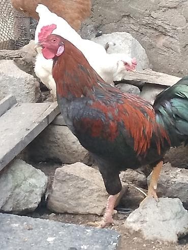 hind quwu: Döyüşkən xoruz 50 azn vəya 4fərə ilə barter ciddi alıcıyla razılaşmaq — 3