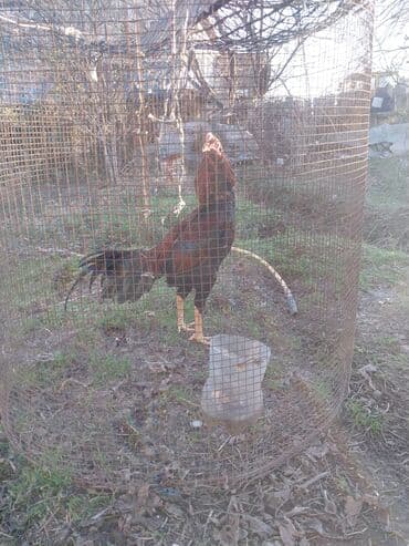 Гуси: Salam damazliqa ve doyuwe cox super xoruzdu ber ve yerine vurur qanida — 2