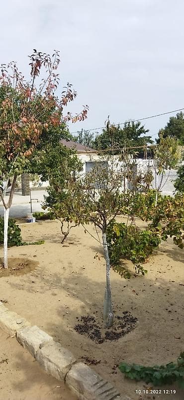 bineqedide ucuz evler: Bakı, Nardaran qəs., 80 kv. m, 4 otaqlı, Hovuzsuz, Qaz, İşıq, Kanalizasiya — 10