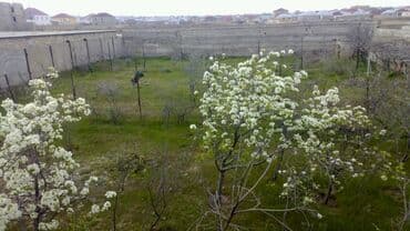 elmler ev: Novxanı, 340 kv. m, 4 otaqlı — 13