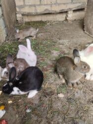 gəmiricilər: Gəmiricilər — 1