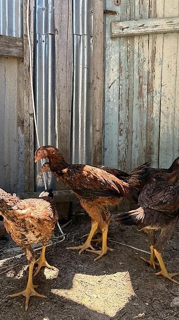 cuca: Heyratı cücələri 3 aylıqların tamam eləmiyiblər hələ yaxşı heyvanların — 6