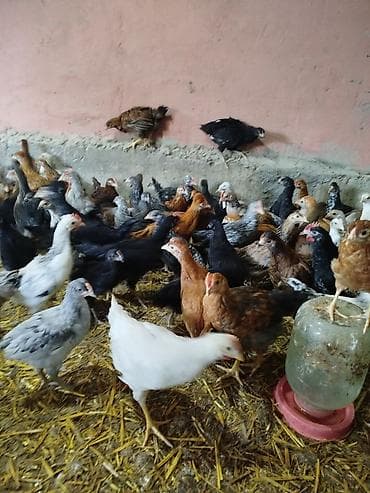 cuce satışı: Toyuq cücələri, Damazlıq — 2