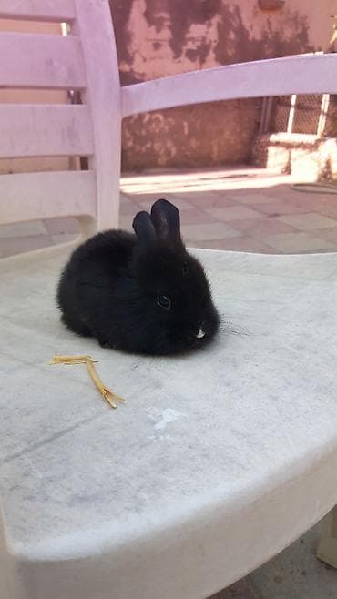 mini lop: Mini lop (aşağıqulaqlı) dekorativ dovşan balaları - Cins: Mini Lop — 9