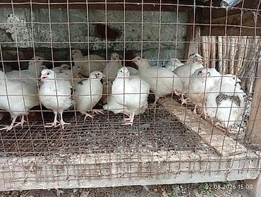 bildircin qəfəs: Ağ rəngli bildirçinlər – yumurta və ətlik istiqamət - Şəkillərdə — 1