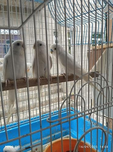 el meymunu: Tamamilə sari rəngdə olan sevimli tutuquşu qirmizi göz qiymet birine — 2