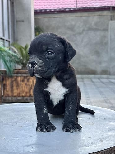 malinois satilir: Kane-Korso, 1 ay — 6