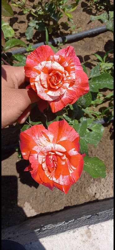 gul adları azərbaycan: Məhsul: Gül kolları (gül fidanları) Təsvir: soyuqa davamlı 2 azn 3 — 7