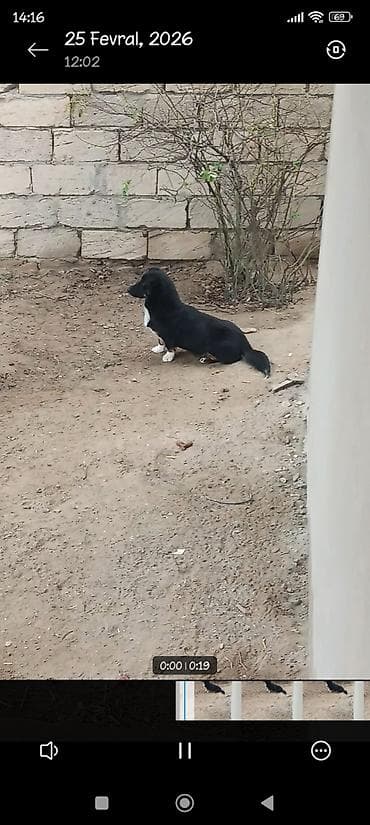 qaz balasi nece gune cixir: 8 ay, Erkek, Peyvəndli, Ödənişli çatdırılma — 1