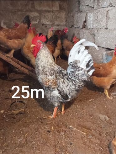 toyuq ucun yem qablari: Salam Aleykum Belə xoruzlar çıxıb satışa 5 xoruz hamsı dolu kök — 3