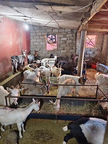 kecı: Heyvandarlıq üçün keçilər sürüsü - Növlər: müxtəlif rəng və cinsli — 2
