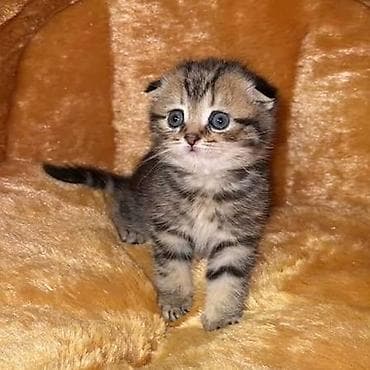 scottish fold satilir: Şotland yastı qulaq — 1
