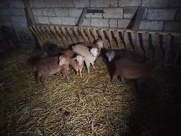 Yemlər: Qoyun quzuları – yerli ətlik istiqamət - Şəkillərdə müxtəlif rəngli — 1