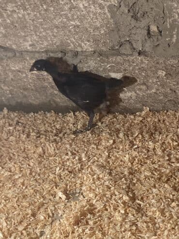 xarkov sortu toyuq: Toyuq cücələri, Damazlıq — 1