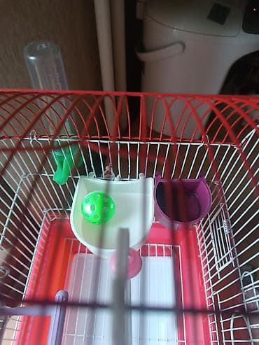 qus yuvasi satisi: Qəfəs.Cox səliqəli islənib.Təmizdi.Orta razmerdədi — 3