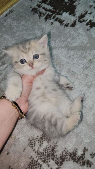 Собаки: Шотландская, Самец, Самка — 10