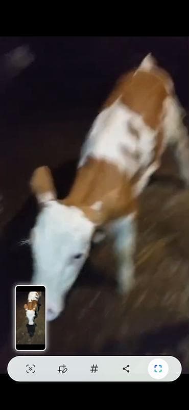 kök dana: 20 günlik temiz qan semetalı satlır semetalı bizov dişdi birde bir — 2