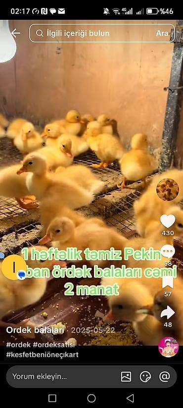 itlerin ucuz qiymete satisi: Məhsul: Pekin cinsindən kənd ördək balaları - Yaş: 1 həftəlik - Cins — 1